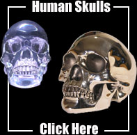 Leigh Heppell Human Skull in Chrome or Clear